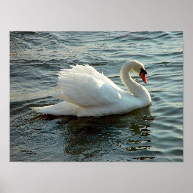 Blue mit Augen Swan Poster oder Print (Vorne)