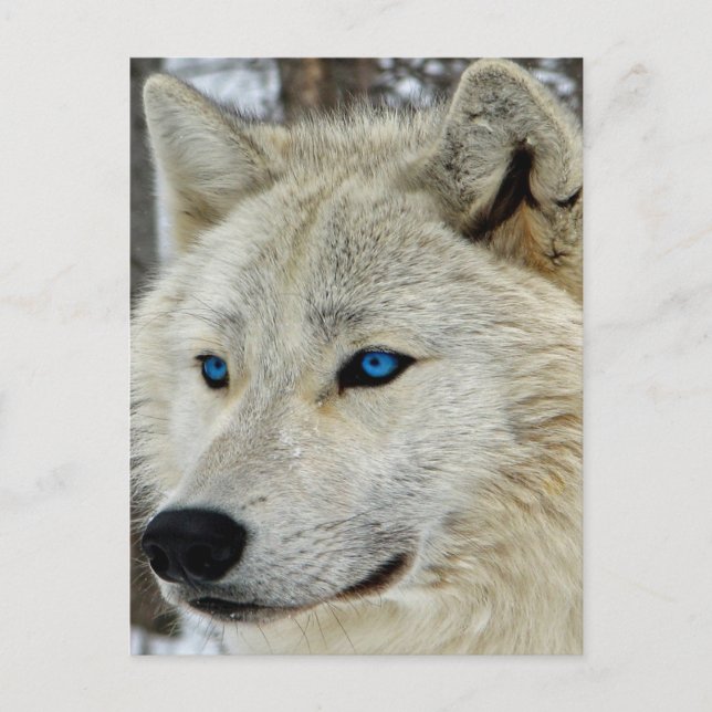 Blue Mit Augen White Wolf Postcard Postkarte (Vorderseite)