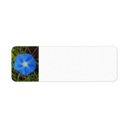 Blue Morning Glory Blumen Label