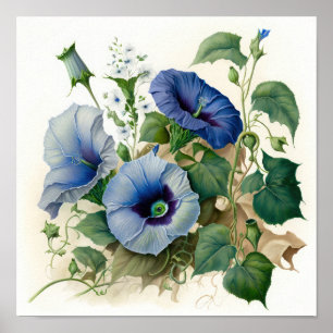 Blue Morning Glory Flowers Art Print Poster