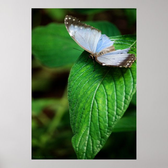 Blue Morpho 112 Print Poster (Vorne)