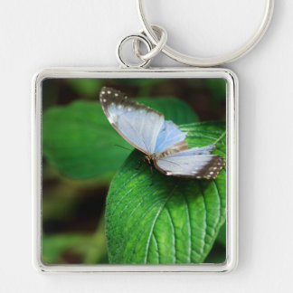 Blue Morpho 112 Schlüsselanhänger