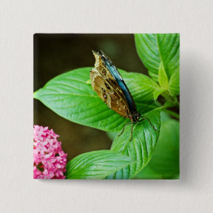 Blue Morpho 143 Button