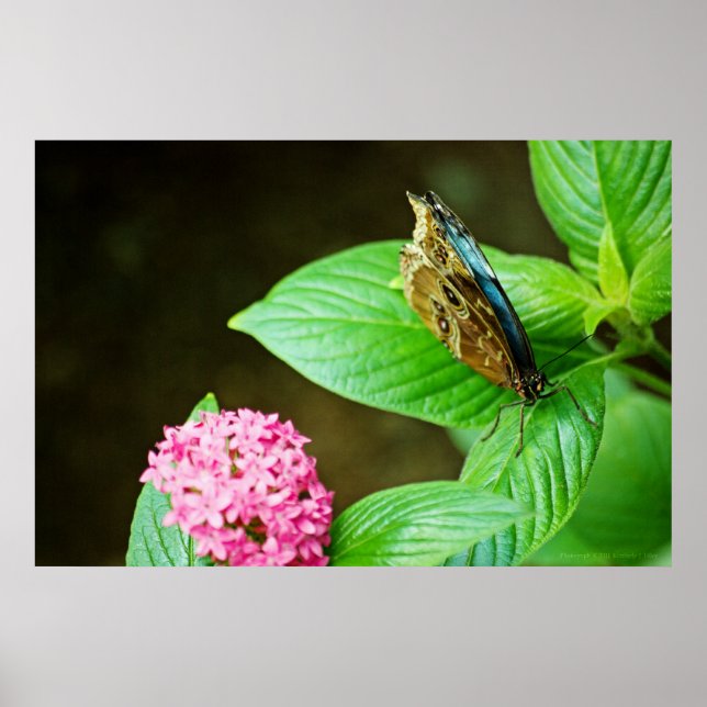 Blue Morpho 143 Print Poster (Vorne)