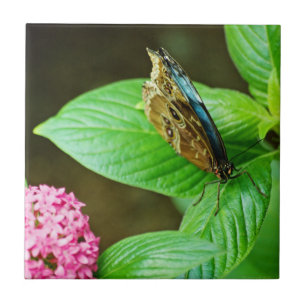 Blue Morpho 143 Tile Fliese