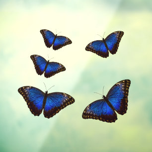 Blue Morpho Butterflies Window Cloning Fensteraufkleber