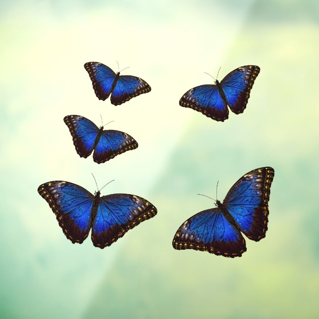 Blue Morpho Butterflies Window Cloning Fensteraufkleber (Blatt 3)