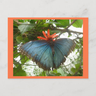 Blue Morpho Butterfly auf Blume DIY Postkarte