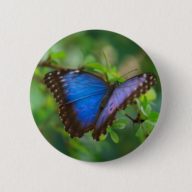 Blue Morpho Butterfly Button (Vorderseite)