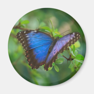 Blue Morpho Butterfly Magnet