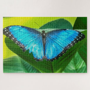 Blue Morpho Butterfly Natur