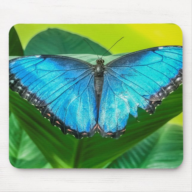 Blue Morpho Butterfly Natur Mousepad (Vorne)