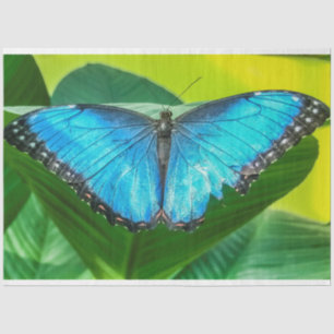 Blue Morpho Butterfly Natur Seidenpapier