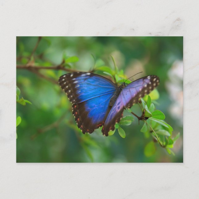 Blue Morpho Butterfly Postcard Postkarte (Vorderseite)
