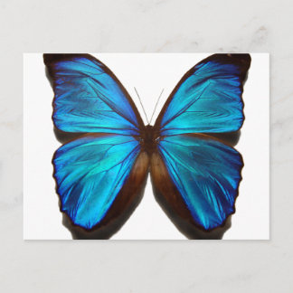Blue Morpho Butterfly Postkarte