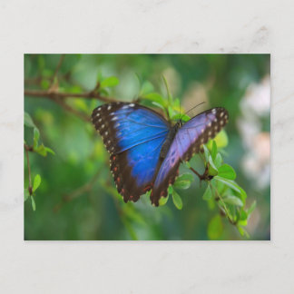 Blue Morpho Butterfly Postkarte