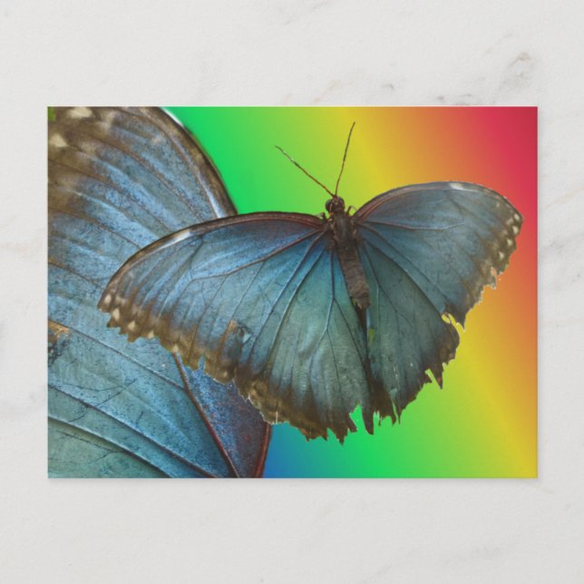Blue Morpho Butterfly & Wing DIY Postkarte (Vorderseite)