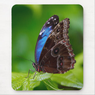 Blue Morpho Mousepad