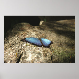 Blue Morpho, Niagara Parks, Kanada Poster