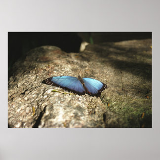 Blue Morpho, Niagara Parks, Kanada Poster