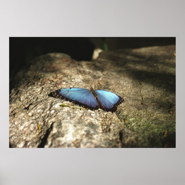 Blue Morpho, Niagara Parks, Kanada Poster (Vorne)