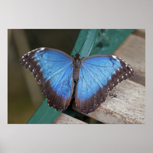 Blue Morpho Print Poster (Vorne)