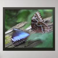 Blue Morphos Canvas Print -24x20 -andere Größen au