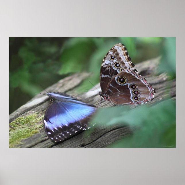 Blue Morphos Poster -36x24 - andere Größen verfügb (Vorne)