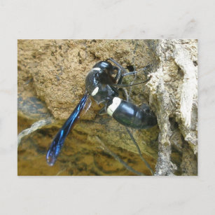 Blue Mud Dauber Wasp Postcard Postkarte