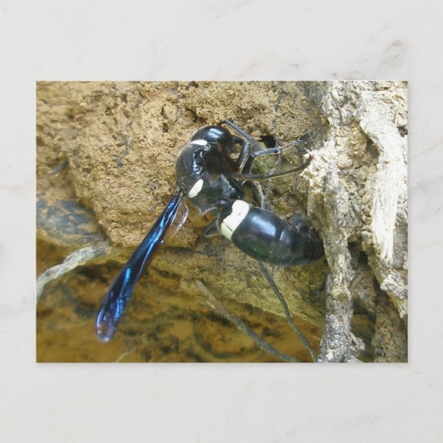 Blue Mud Dauber Wasp Postcard Postkarte (Vorderseite)