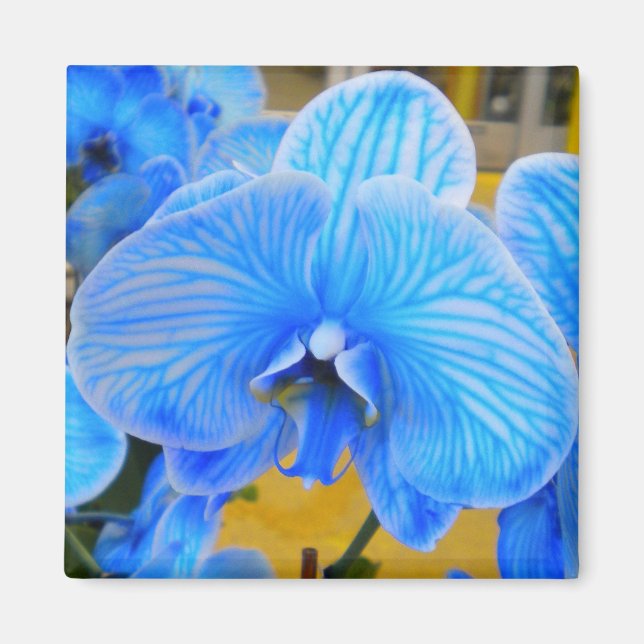 Blue Mystique Orchid Magnet (Vorne)