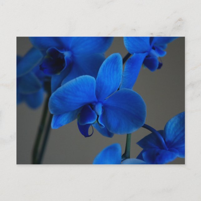 Blue Mystique Postkarte (Vorderseite)