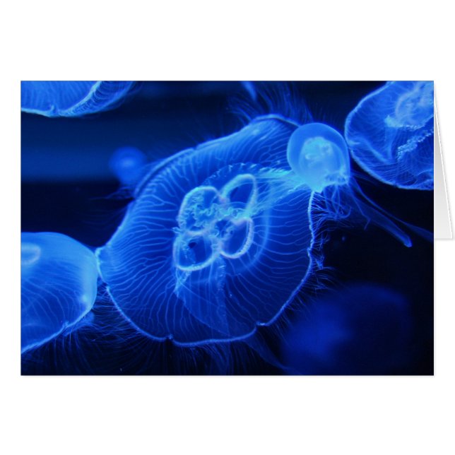 Blue Neon Jellyfish (Vorderseite (Horizontal))