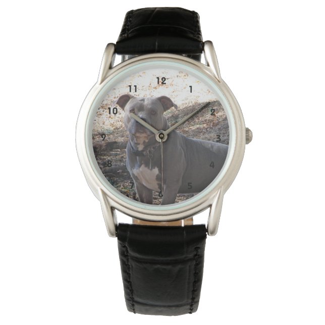 Blue Nose Pitbull Watch Armbanduhr (Vorderseite)