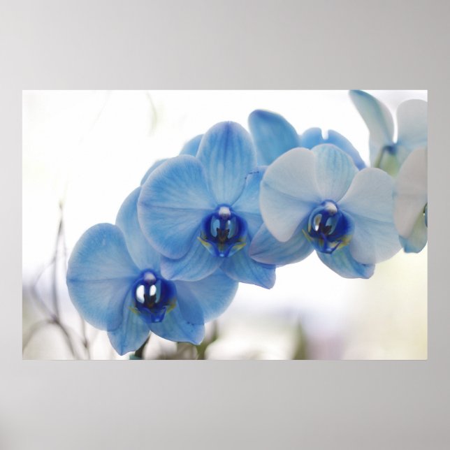 Blue Orchids Poster (Vorne)