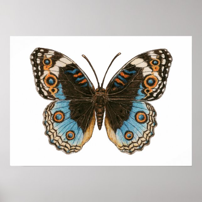 Blue Pansy Butterfly Poster (Vorne)