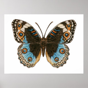 Blue Pansy Butterfly Poster