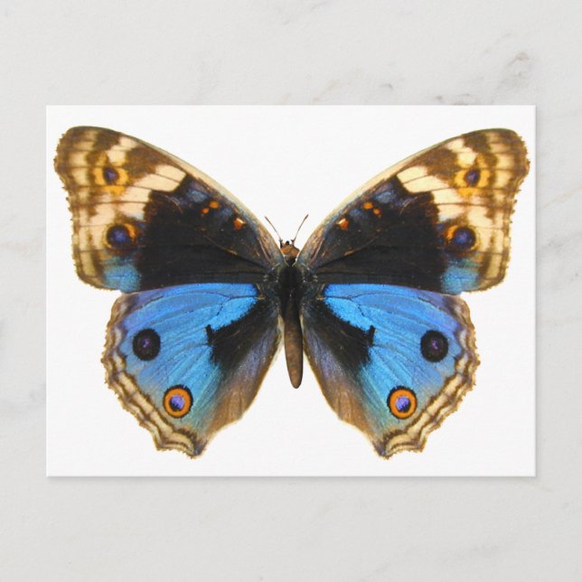 Blue Pansy Butterfly Postkarte (Vorderseite)