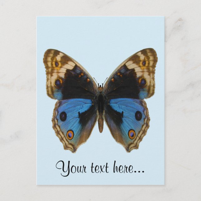 Blue Pansy Butterfly Postkarte (Vorderseite)