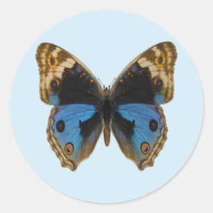 Blue Pansy Butterfly Runder Aufkleber