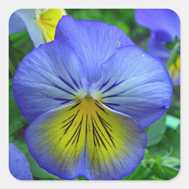 Blue Pansy Quadratischer Aufkleber (Vorderseite)