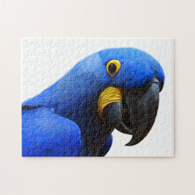 Blue Parrot Fotografie (Horizontal)
