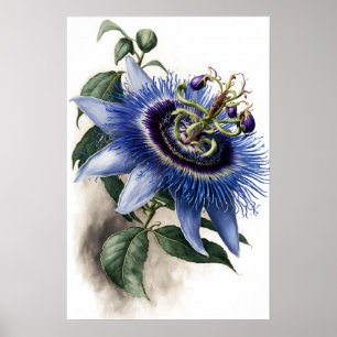Blue Passion Blume Art Print Poster