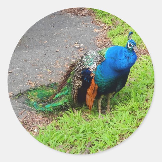 Blue Peacock #1 Stickers (Vorderseite)