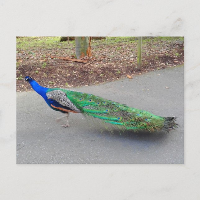Blue Peacock #2 Postkarte (Vorderseite)