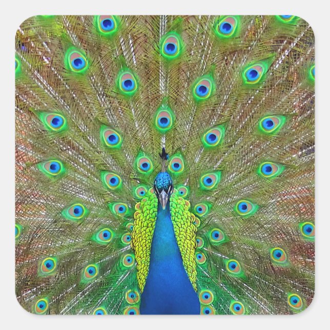 Blue Peacock #3-Aufkleber Quadratischer Aufkleber (Vorderseite)