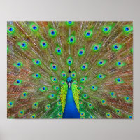 Blue Peacock #3 Poster