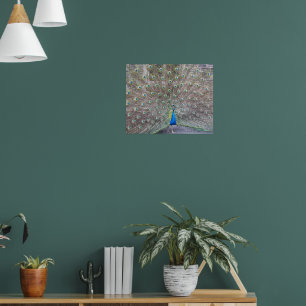 Blue Peacock Fantail Feathail Poster photographiqu