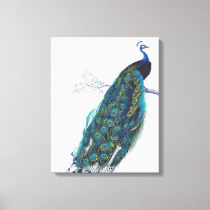 Blue Peacock mit schönen Federn aus Schwanz Leinwanddruck