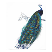 Blue Peacock mit wunderschönen Federn aus Schwanz